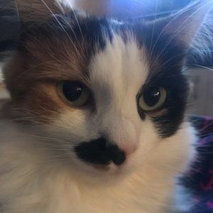 Meet your Posher, Trisha